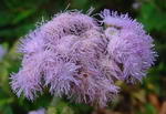 Ageratum Houstonianum